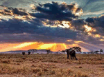 Camping Safaris