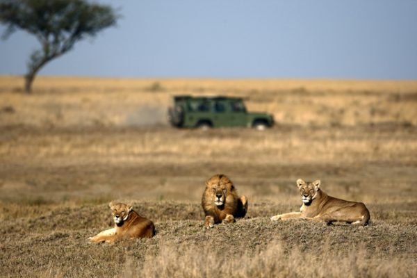 Lion and Lioness in Savannah