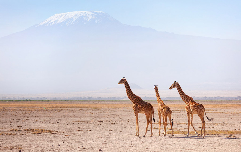 Kilimanjaro from Amboseli