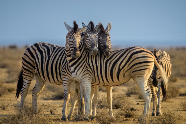 Safari Packing Tips Safari Packing Tips