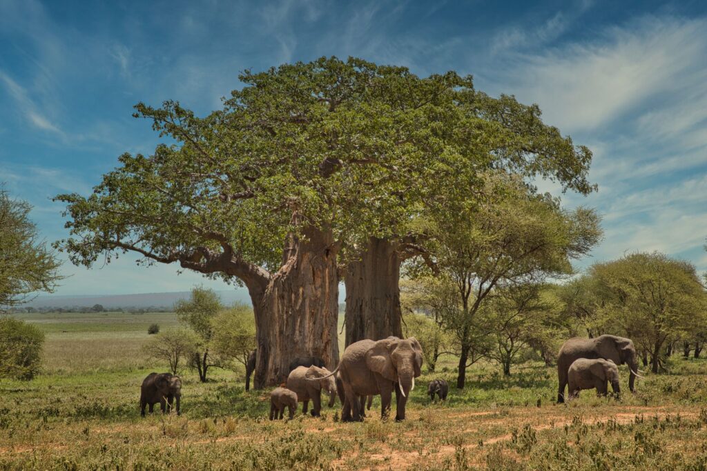 Baobab tree with elephants in Tarangire