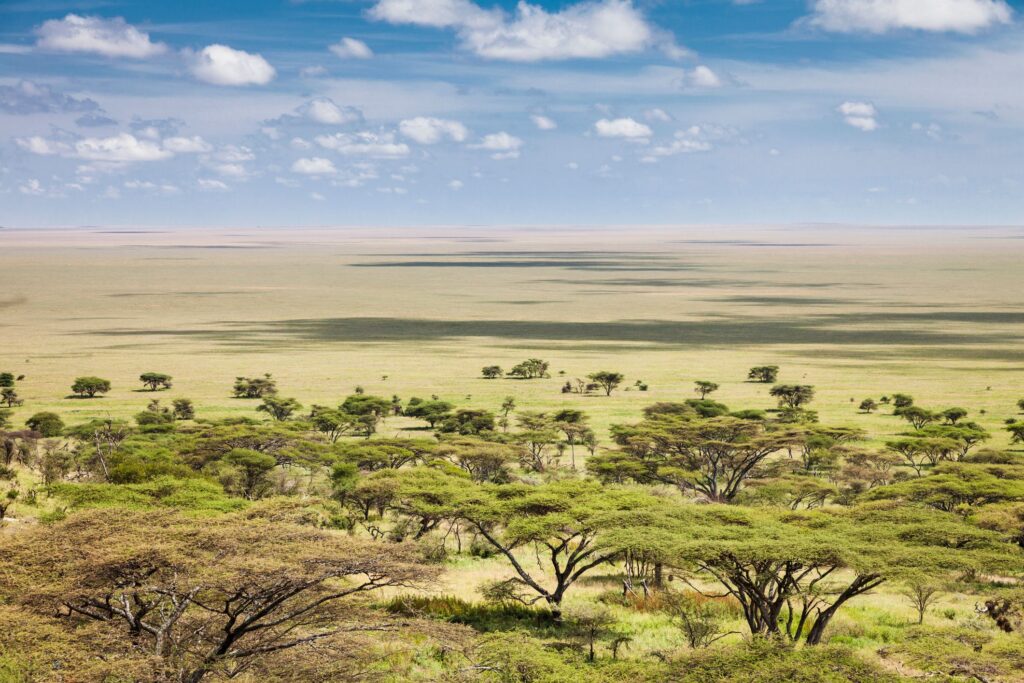 Serengeti Plains - Dry Season