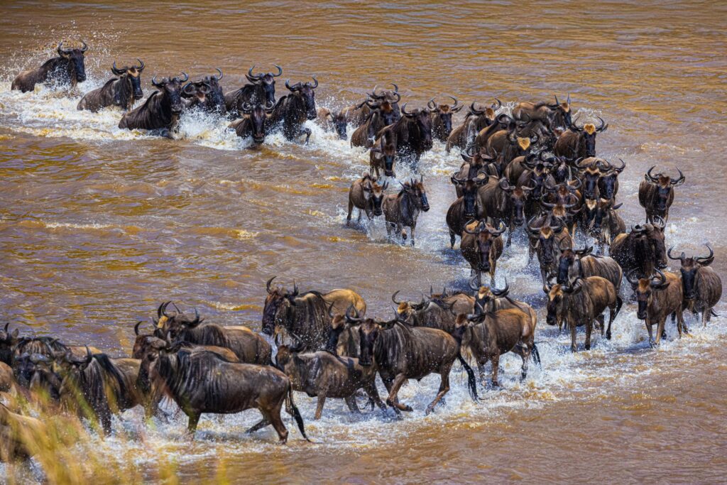 The Great Wildebeest Migration